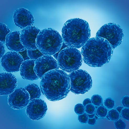 Staphylococcus Epidermidis Gram Stain