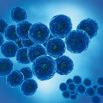 Cluster-forming cocci