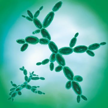 Yeasts